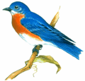 Eastern Bluebird.gif